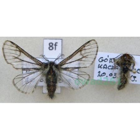 Lycia isabellae (Harrison, 1914) pair Włochacz modrzewiak Poland8f